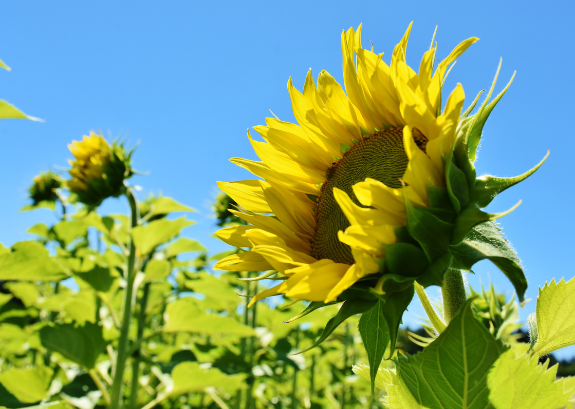 Sunflower in Nature